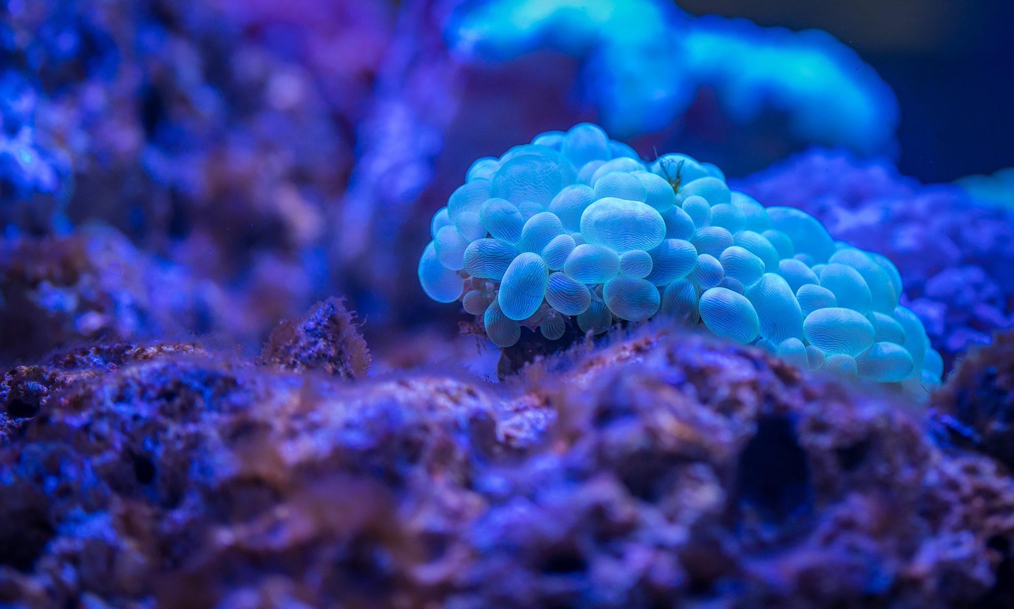 microscopic display of a purple fungus